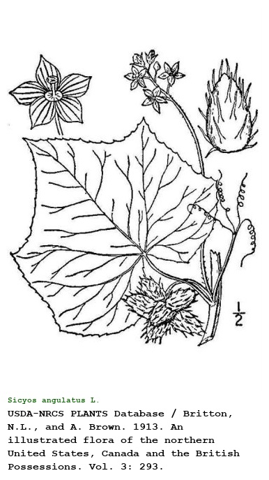 Sicyos angulatus L.